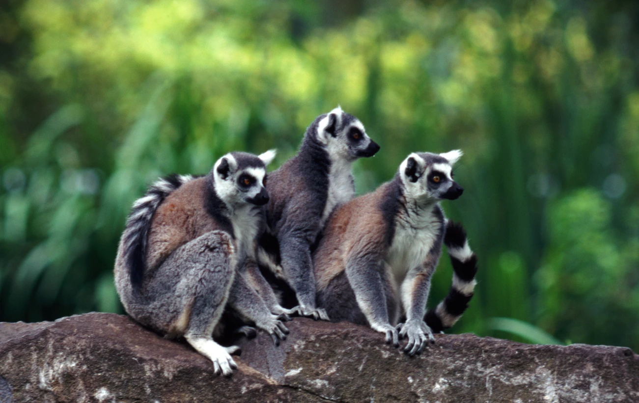 Madagascar’s lemur National Park
