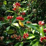 Kizimbani Spice Farm