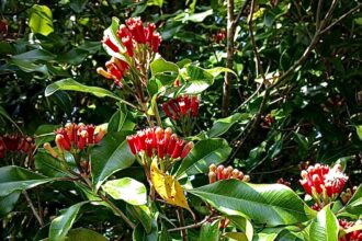 Kizimbani Spice Farm