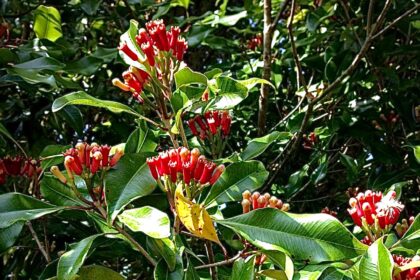 Kizimbani Spice Farm