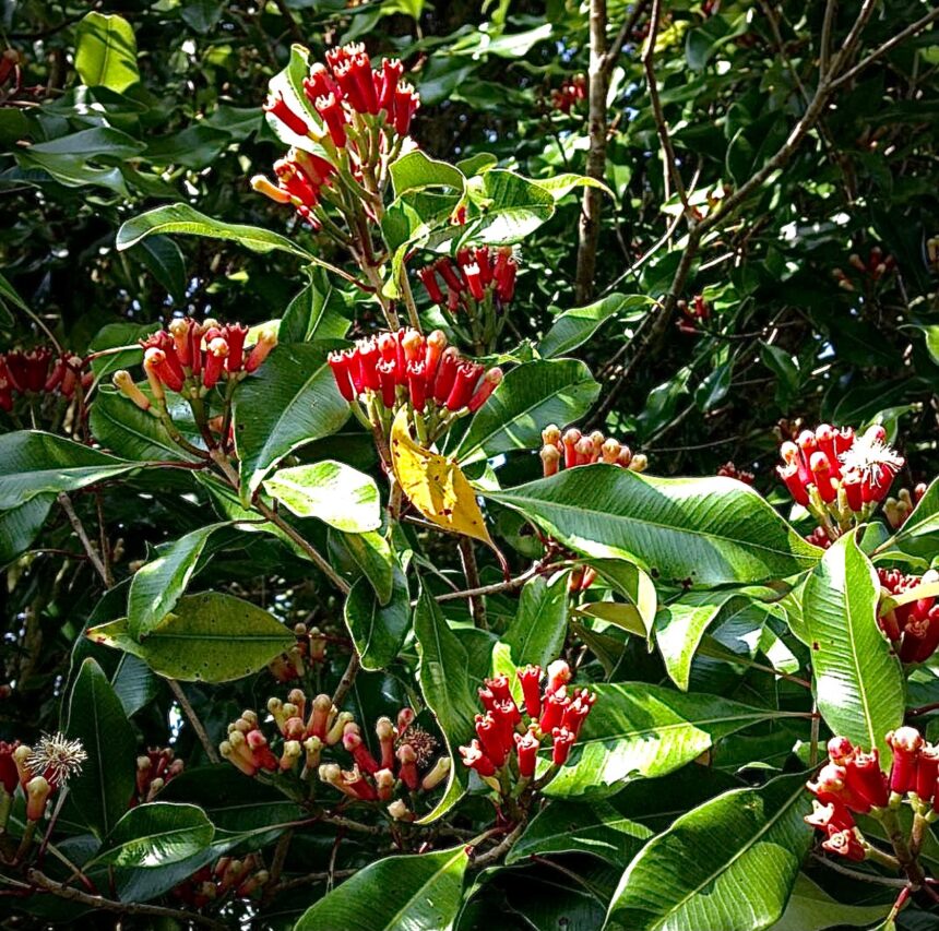 Kizimbani Spice Farm