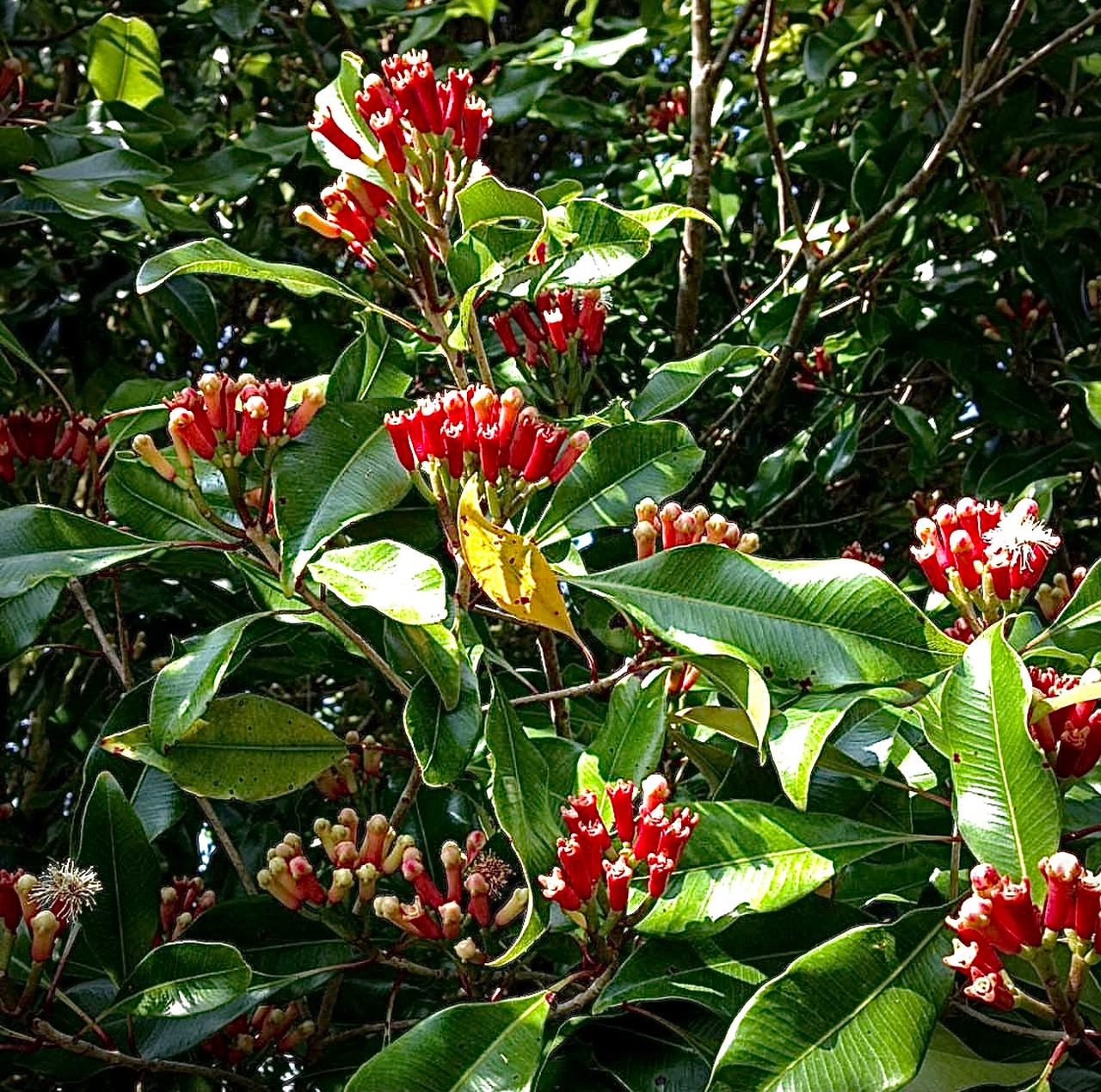 Kizimbani Spice Farm