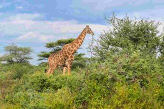 Wildlife spreads across a greener park 