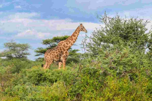 Wildlife spreads across a greener park 
