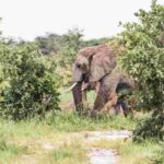 Zebras, springboks, wildebeest and impalas roam freely, while elephants range farther to feed on fresh growth.