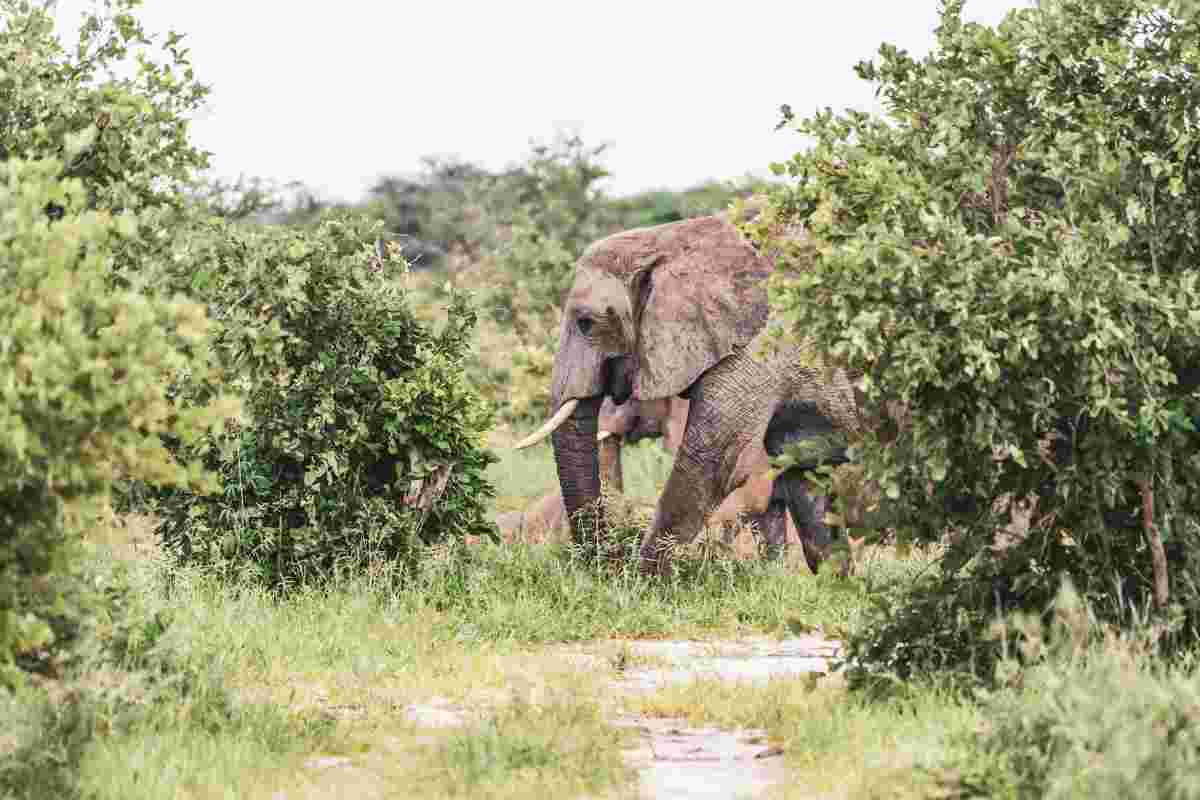 Zebras, springboks, wildebeest and impalas roam freely, while elephants range farther to feed on fresh growth.