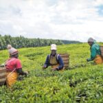 Biggest tea markets in Africa