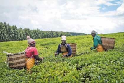 Biggest tea markets in Africa