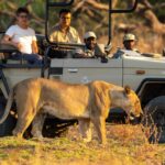 Lion Camp Safari experience