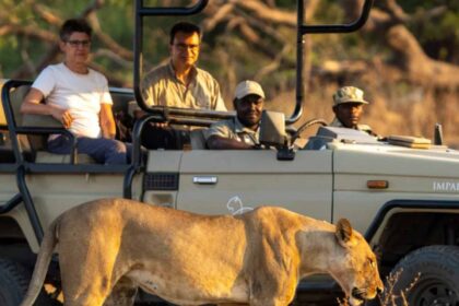 Lion Camp Safari experience