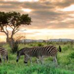 Madikwe Game Reserve has introduced new entry measures aimed at limiting the risk of Foot and Mouth Disease (FMD)