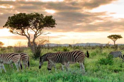 Madikwe Game Reserve has introduced new entry measures aimed at limiting the risk of Foot and Mouth Disease (FMD)