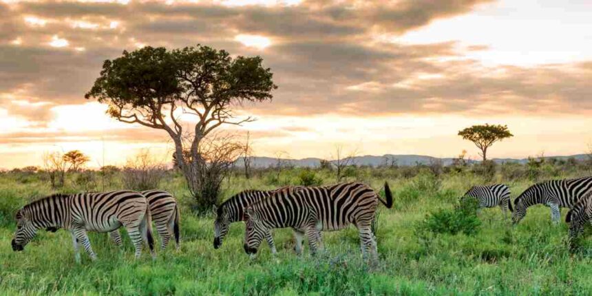 Madikwe Game Reserve has introduced new entry measures aimed at limiting the risk of Foot and Mouth Disease (FMD)