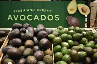 Africa avocado exporters 2026