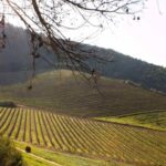 Bloemendal Wine Estate Farm