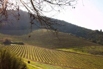 Bloemendal Wine Estate Farm