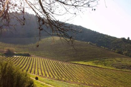 Bloemendal Wine Estate Farm