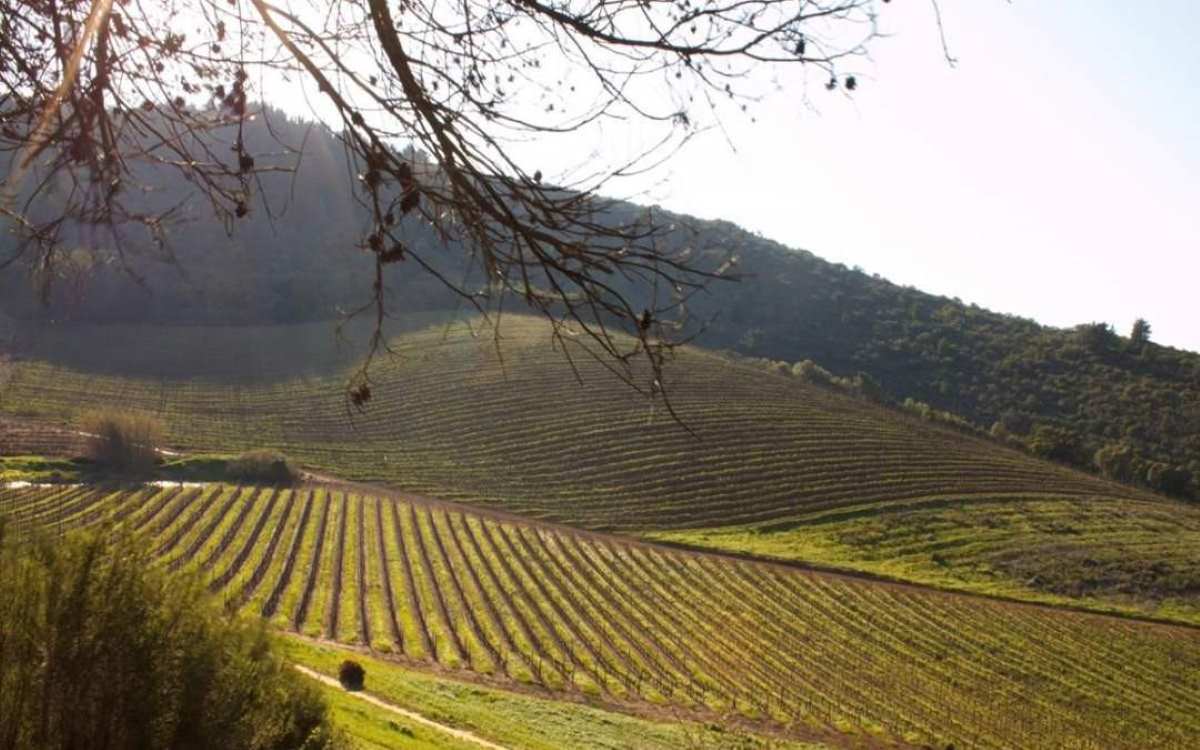 Bloemendal Wine Estate Farm