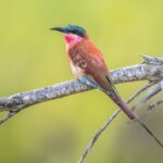 Kavango Zambezi launches Africa’s first cross-border birding route with 650 species