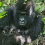 Rare mountain gorilla twins born in DR Congo’s Virunga Park, offering hope for endangered species and African wildlife conservation.