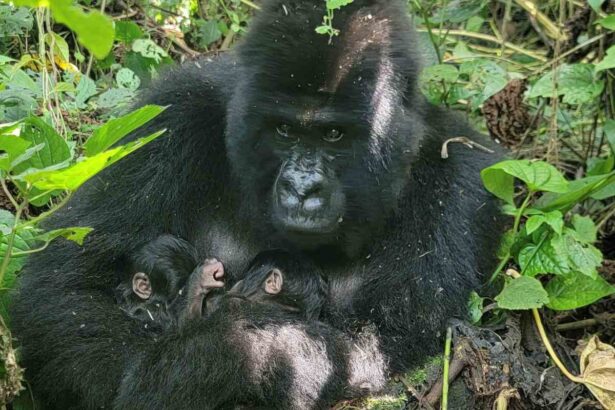Rare mountain gorilla twins born in DR Congo’s Virunga Park, offering hope for endangered species and African wildlife conservation.
