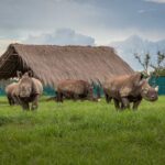Garamba National Park welcomes rhinos back after 20 years of EU aid