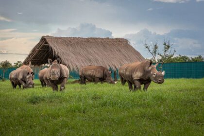Garamba National Park welcomes rhinos back after 20 years of EU aid
