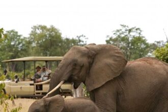Safari adventure experience at the Zambia park