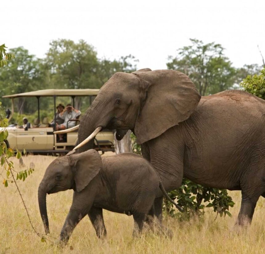 Safari adventure experience at the Zambia park