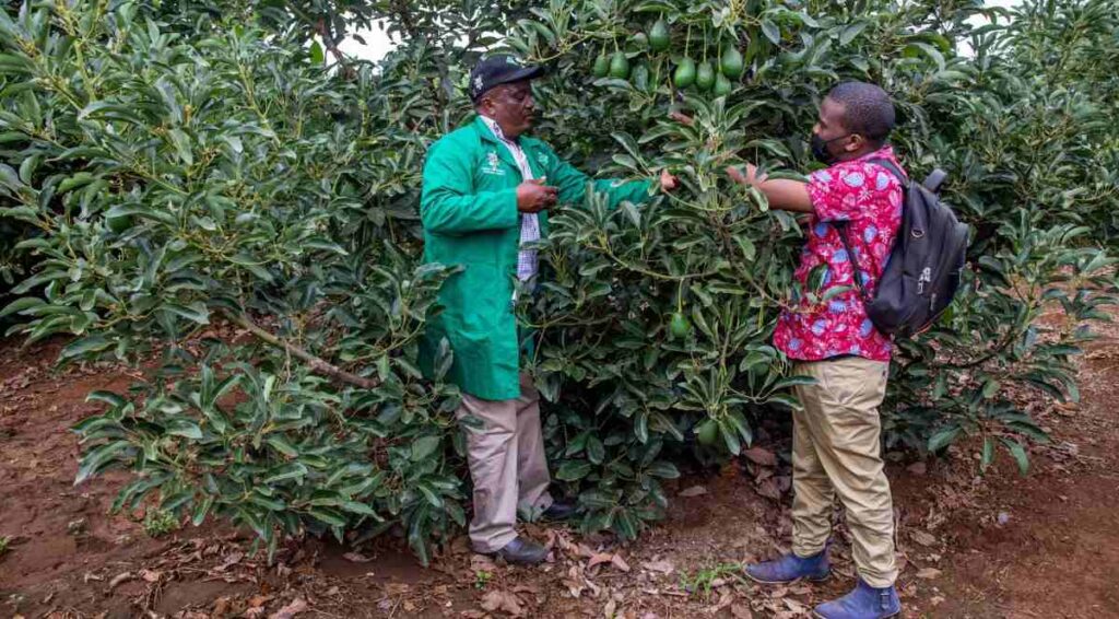 Avocados harvested at Kakuzi Plc farm in Kenya.