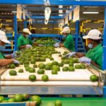 Workers sorting avocados at Kakuzi Plc processing facility in Kenya
