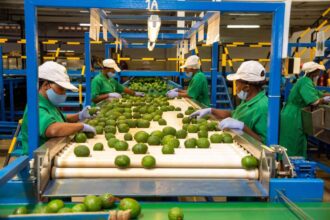 Workers sorting avocados at Kakuzi Plc processing facility in Kenya