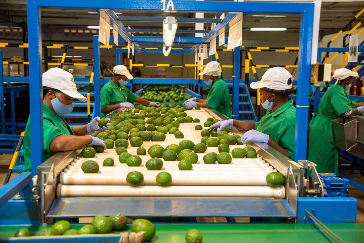 Workers sorting avocados at Kakuzi Plc processing facility in Kenya