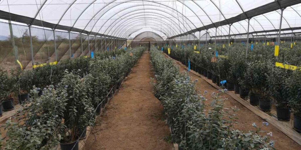 Blueberries grown in tunnels at Kakuzi Plc farm in Kenya.