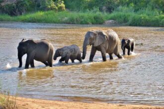 kruger-national-park-south-africa-safari-sabi-sands-elephants