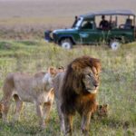 lions-big-cat masai mara