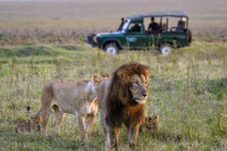 lions-big-cat masai mara