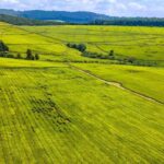 Sasini Tea Estate in Kenya, where tea, avocado, and macadamia crops are cultivated and harvested.
