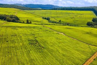 Sasini Tea Estate in Kenya, where tea, avocado, and macadamia crops are cultivated and harvested.