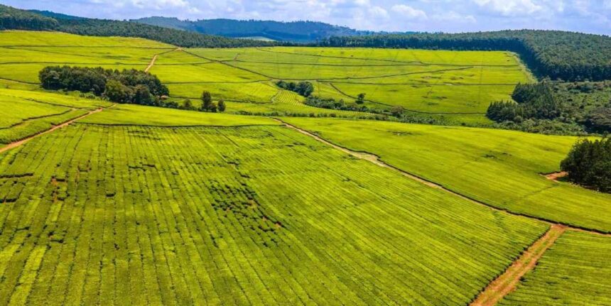 Sasini Tea Estate in Kenya, where tea, avocado, and macadamia crops are cultivated and harvested.