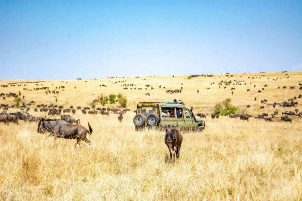 Nairobi park dispute grows as conservationists warn of forest loss