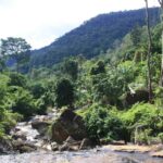 Amani Nature Forest Reserve