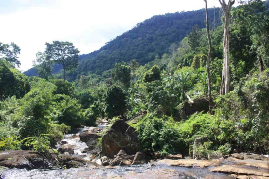 Amani Nature Forest Reserve
