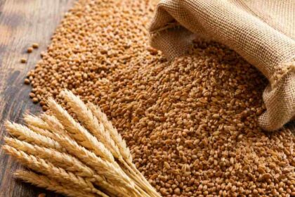 Egyptian wheat supply linked to import diversification strategy.