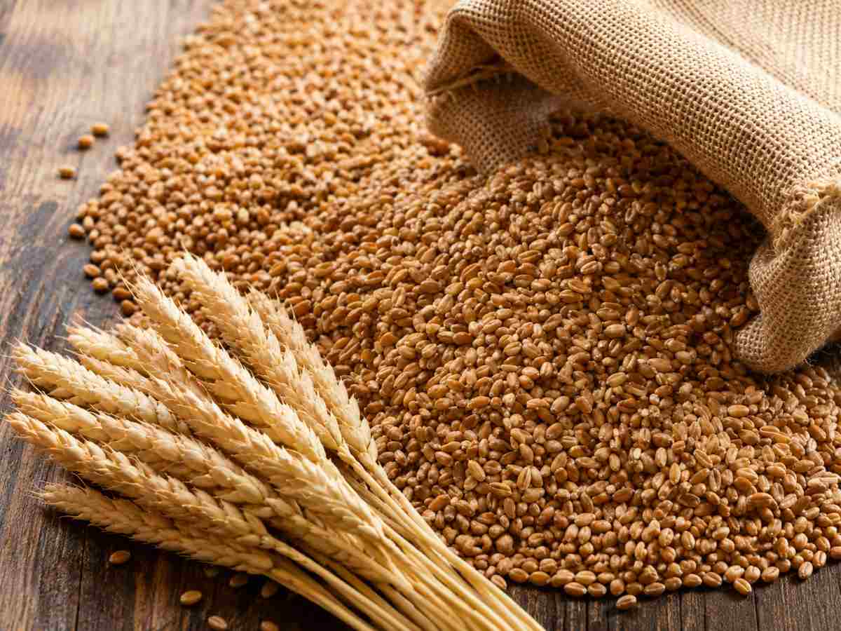 Egyptian wheat supply linked to import diversification strategy.