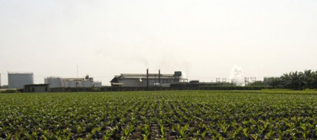 Presco Plc palm oil plantation in Edo State, supporting increased production and revenue growth.
