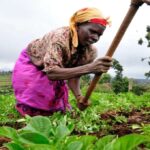 Zambia, US widen $491 million farm deal to support critical minerals