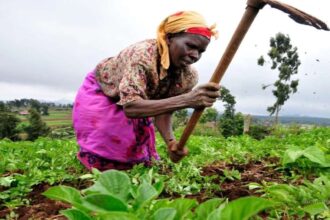 Zambia, US widen $491 million farm deal to support critical minerals
