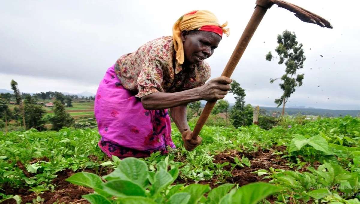 Zambia, US widen $491 million farm deal to support critical minerals