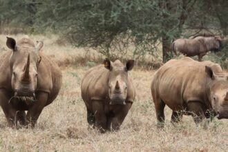 Zimbabwe's Black rhinos